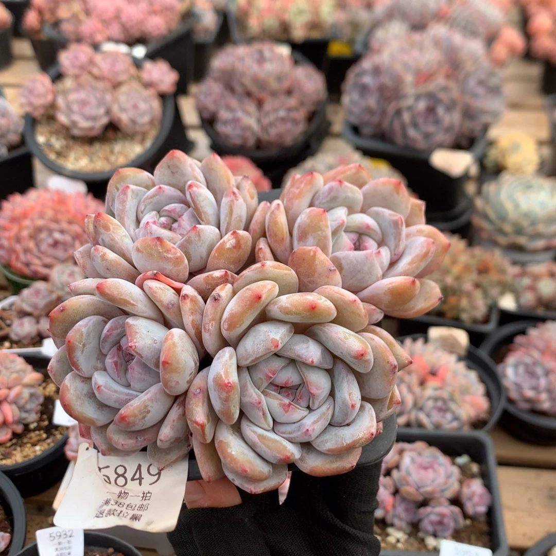 13厘米四头长腿 石榴籽  无砍 5849