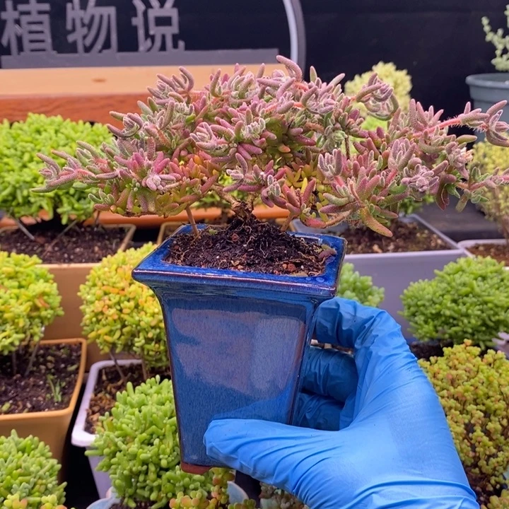 小****无花朵112狐尾。