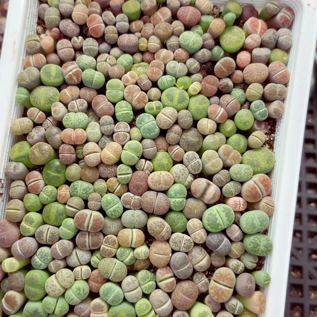 6239—生石花 生石花