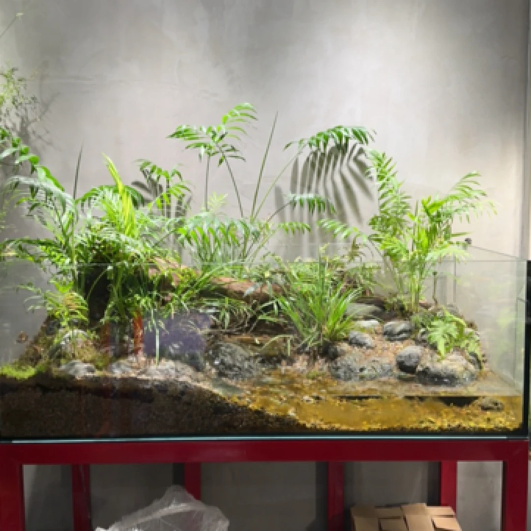 黄缘龟（水陆龟）原生鱼缸景观