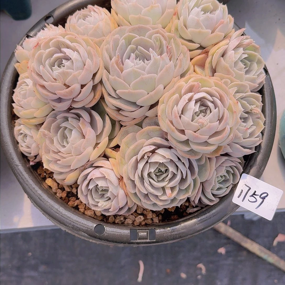 哒*鲵1759蓝色惊喜多肉植物