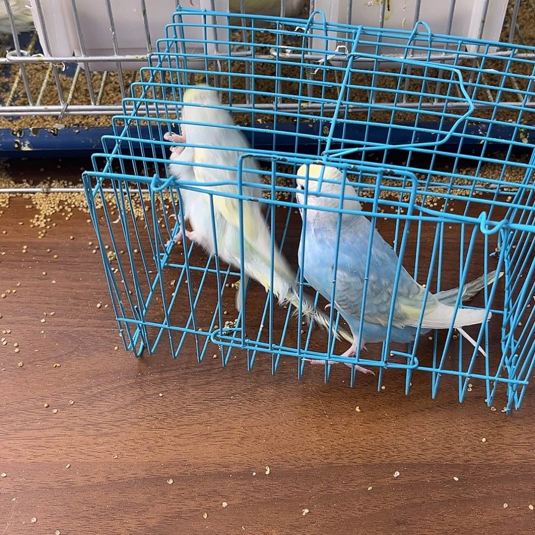 虎皮鹦鹉金彩鹦鹉