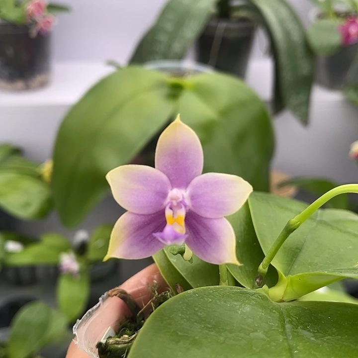 全部花苞2.5寸杯BKH2212栀子花香