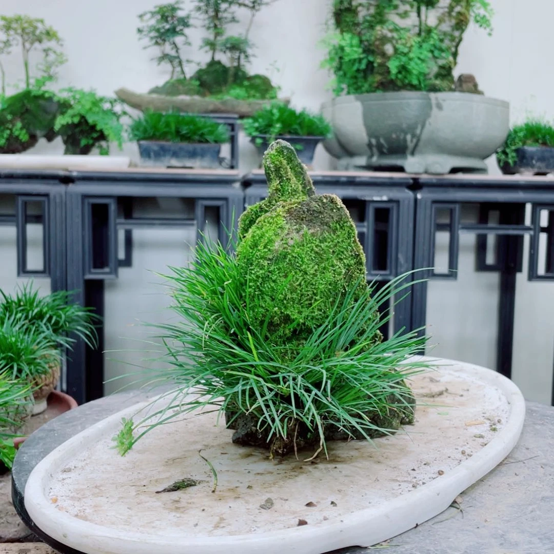 无铅玻璃“****铁线蕨铁线蕨铁线蕨