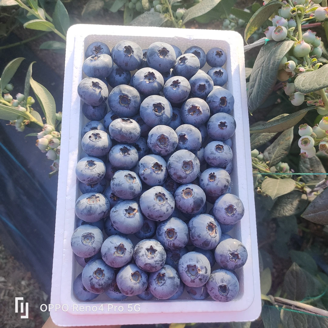蓝莓鲜果新鲜高端水果当季蓝梅高山怡颗孕妇整箱