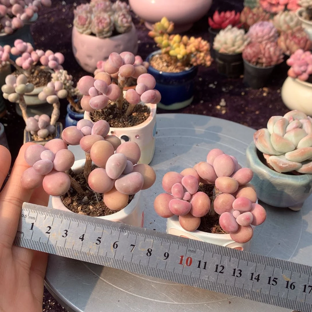 冬**雪2颗带盆偏远地区不包邮的