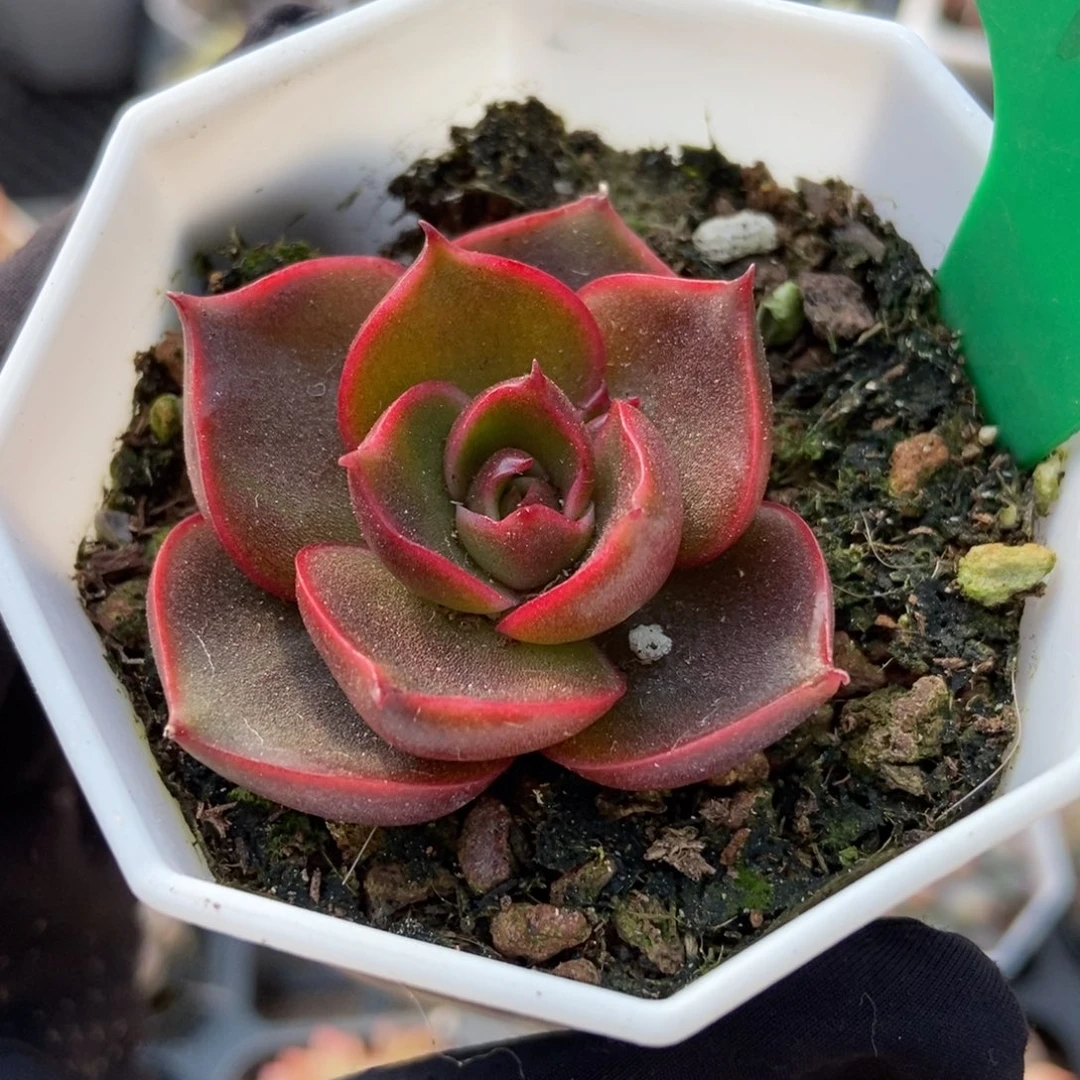 918红灯多肉植物