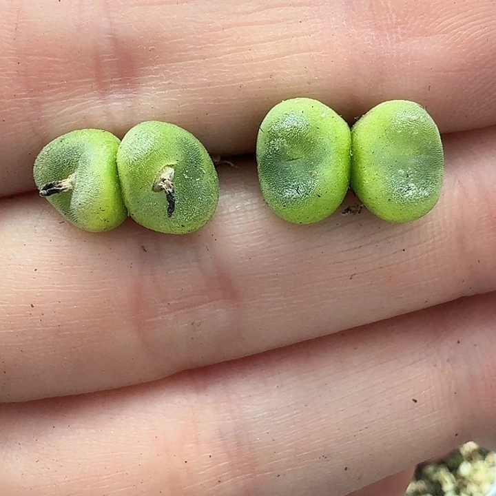 老马生石花双头水晶1117