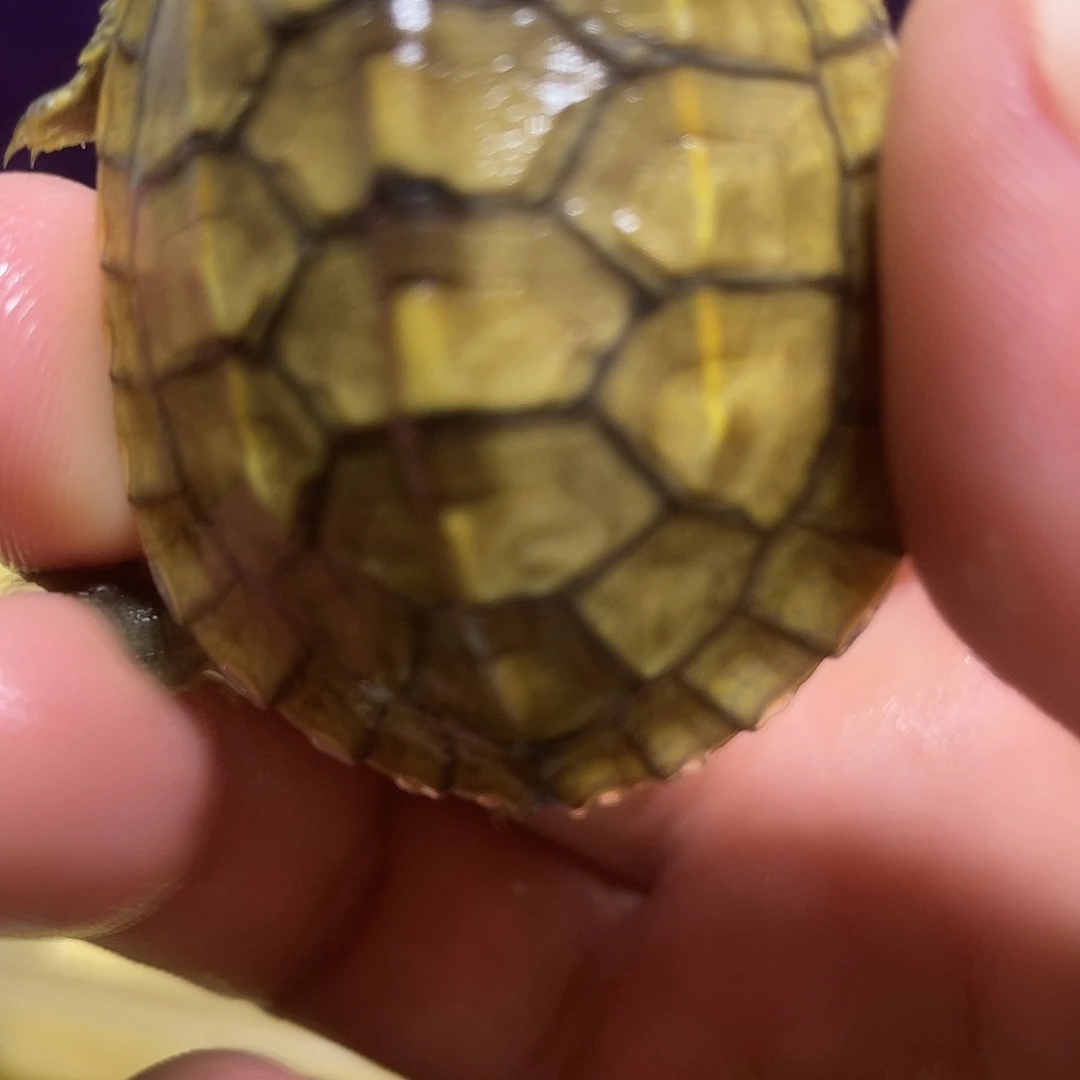 不分公母宠物龟小青