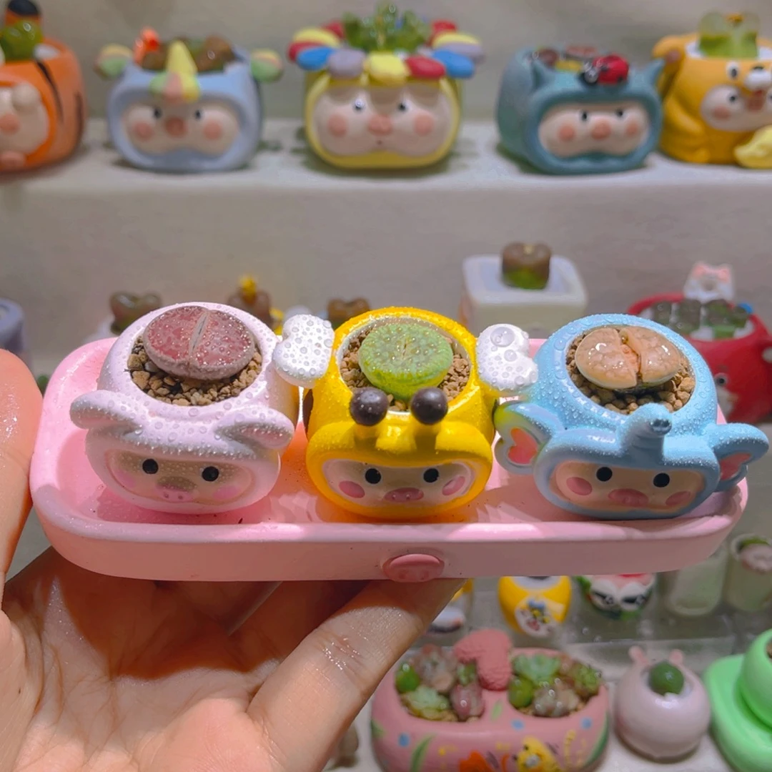 028高端多肉带盆土一套48