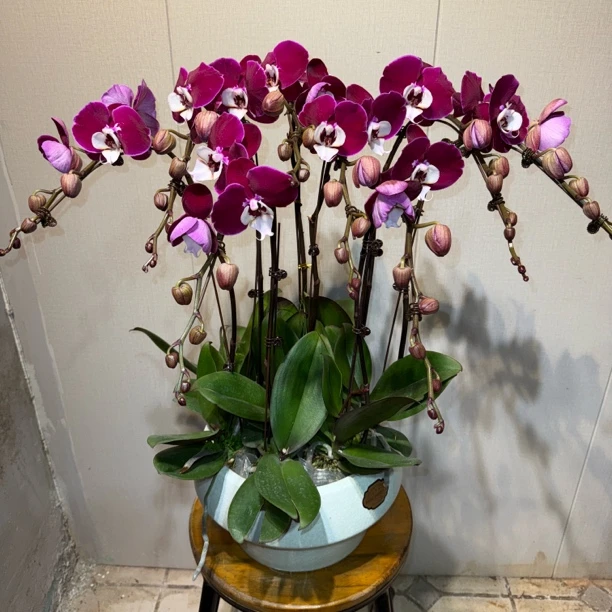 [米歇尔]青岛本地米歇尔蝴蝶兰特A级别蝴蝶兰8支带盆礼品礼物