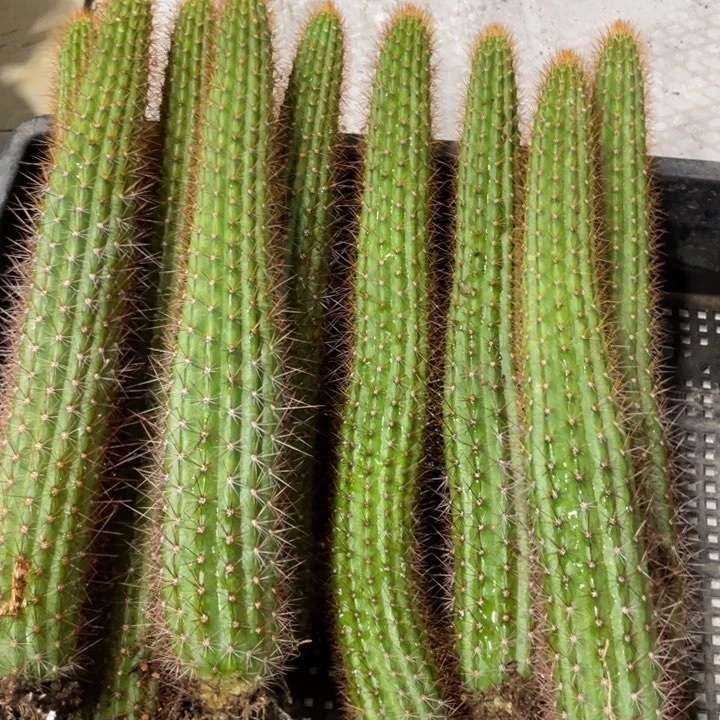 进口金妞金3自根20公分