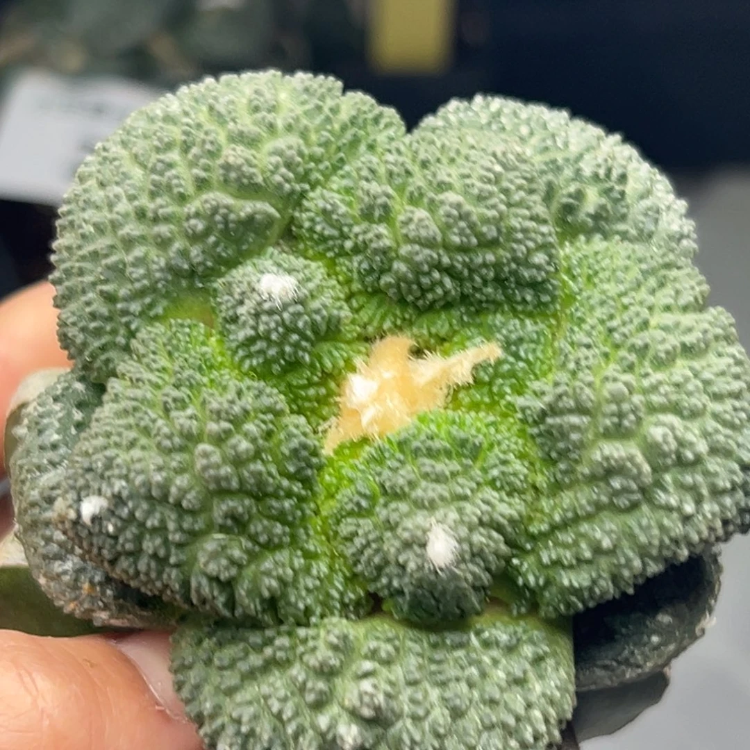 247 仙人球的比赛将于