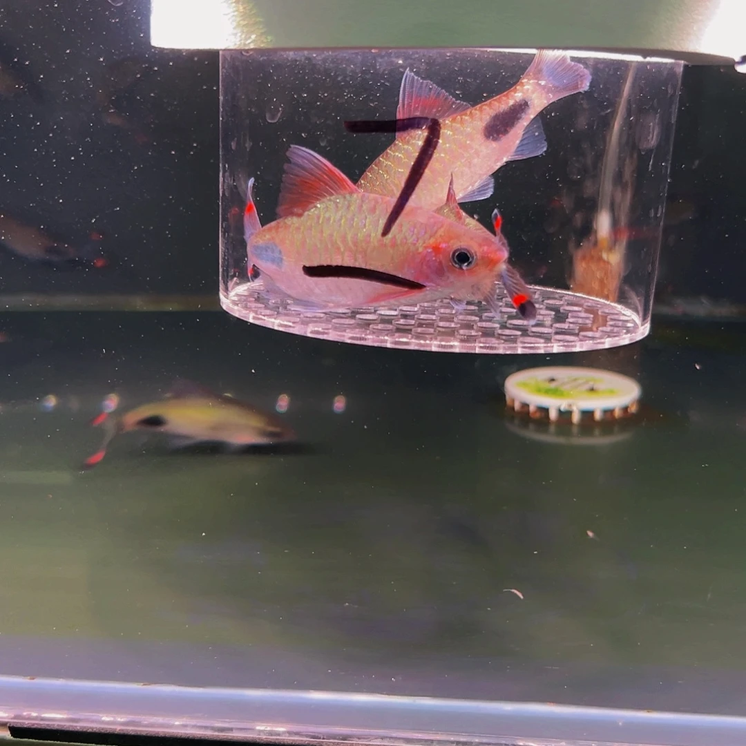 工具鱼瑕疵红杂3条5-10厘米