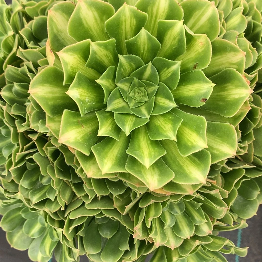 心***5完全开放法师图片多植物