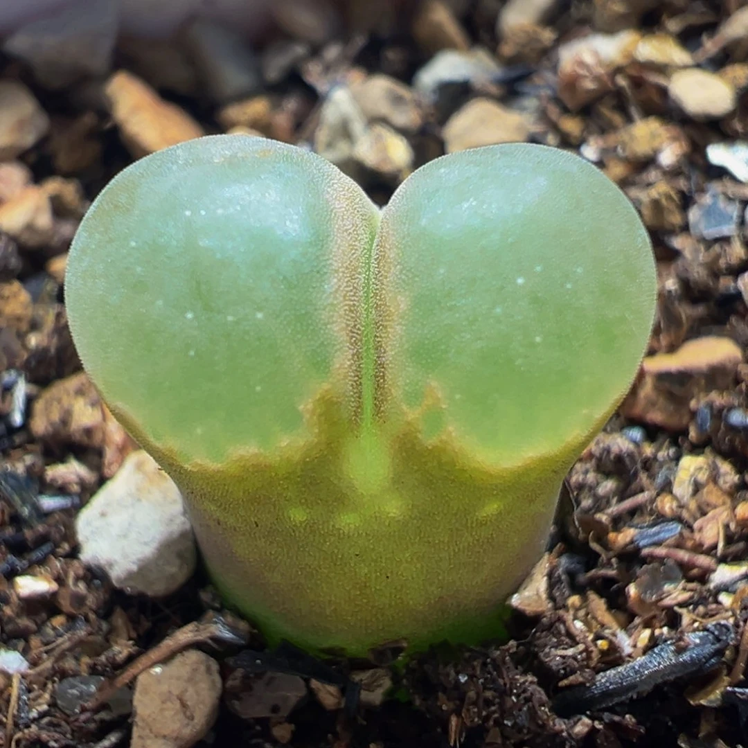 粉樱花多肉植物带盆