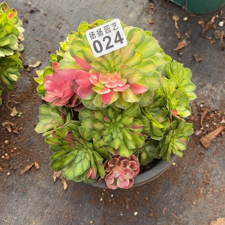 024多肉法师发货