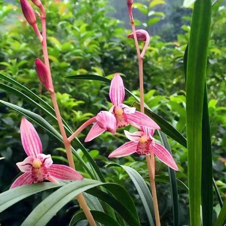 建兰 市长红 浓香型 带花苞 绿植盆栽 室内 好养 花卉