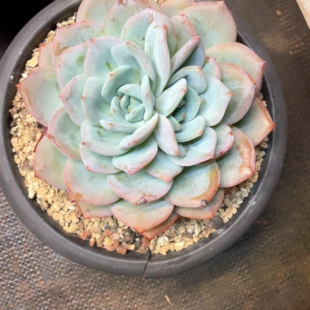 铭***心多肉植物一物一拍