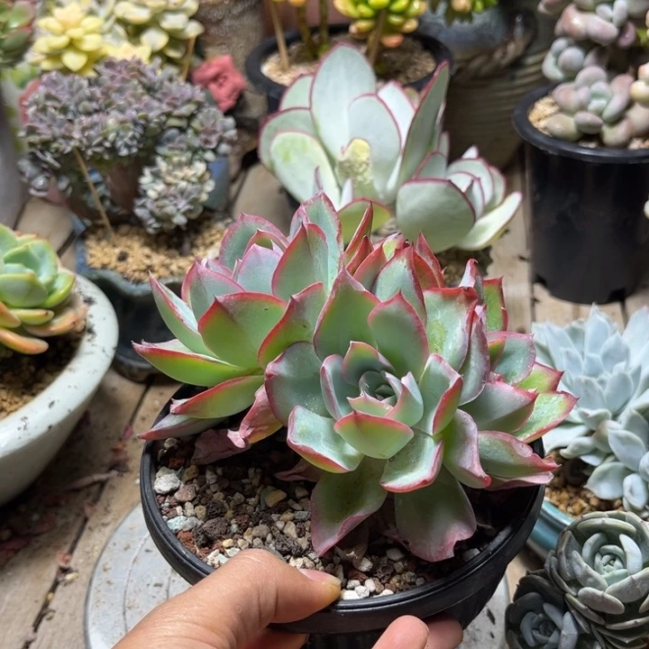霓虹灯多肉植物dilvci