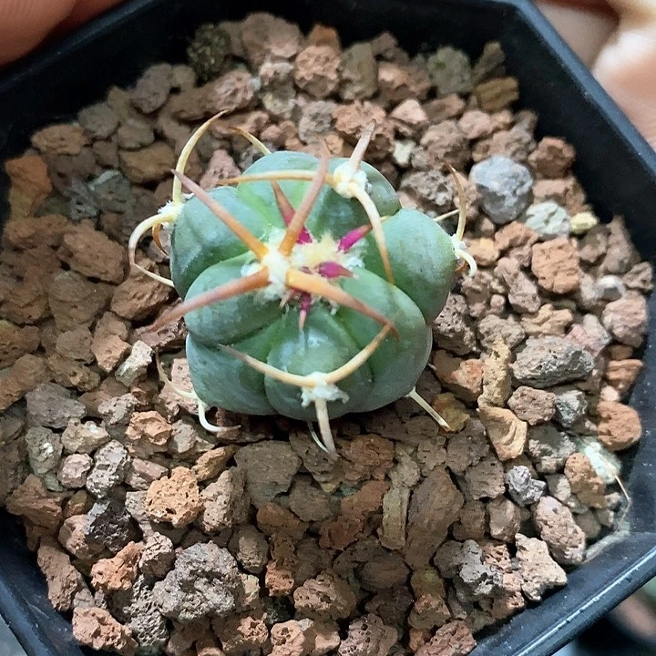 L***波孤品实生优选粗刺白刺翠平丸2.5cm仙人球