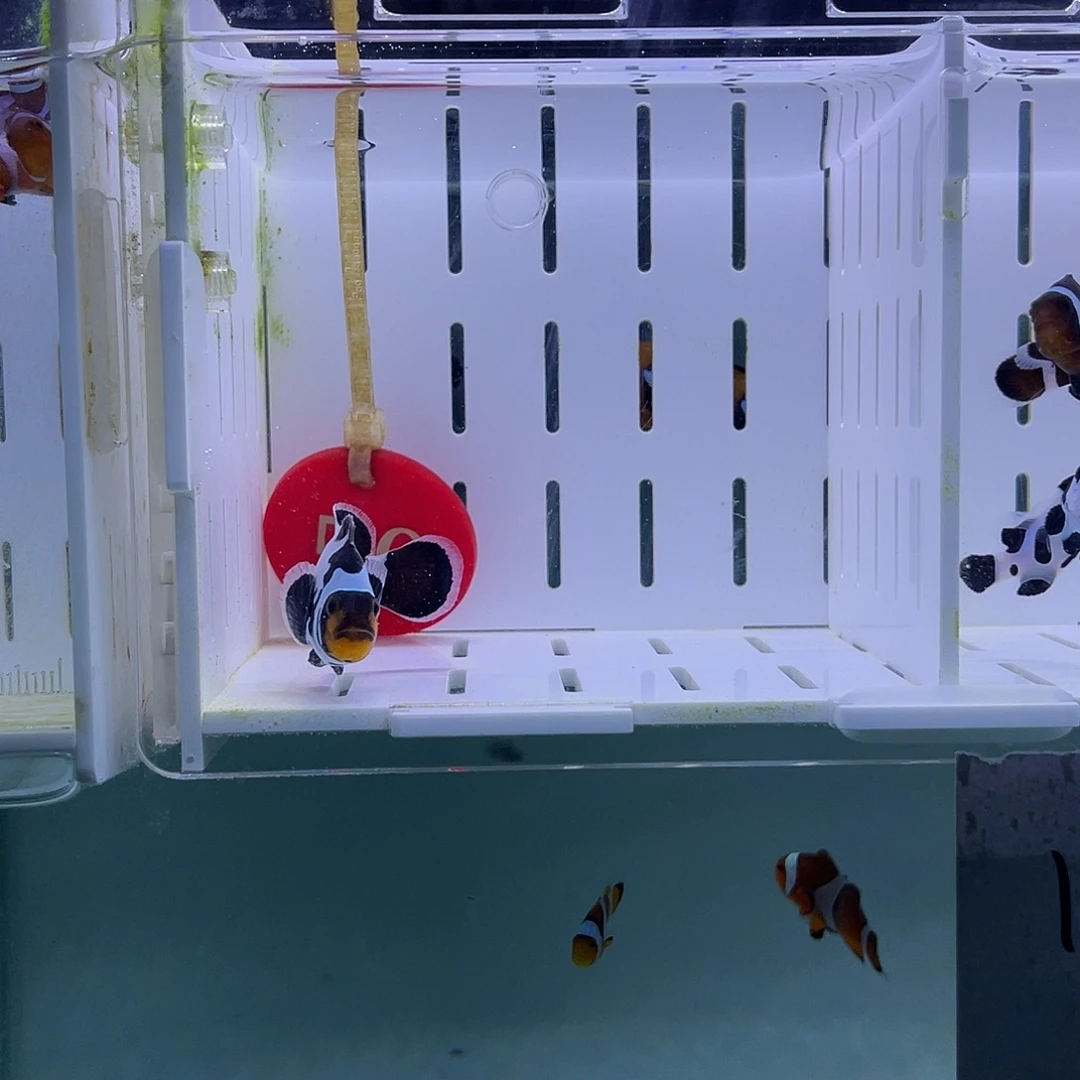 海水鱼5厘米精品黑冰