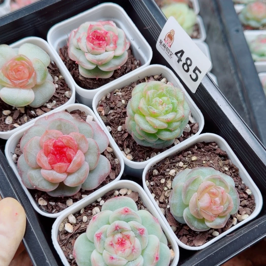 w***多肉植物多肉植物