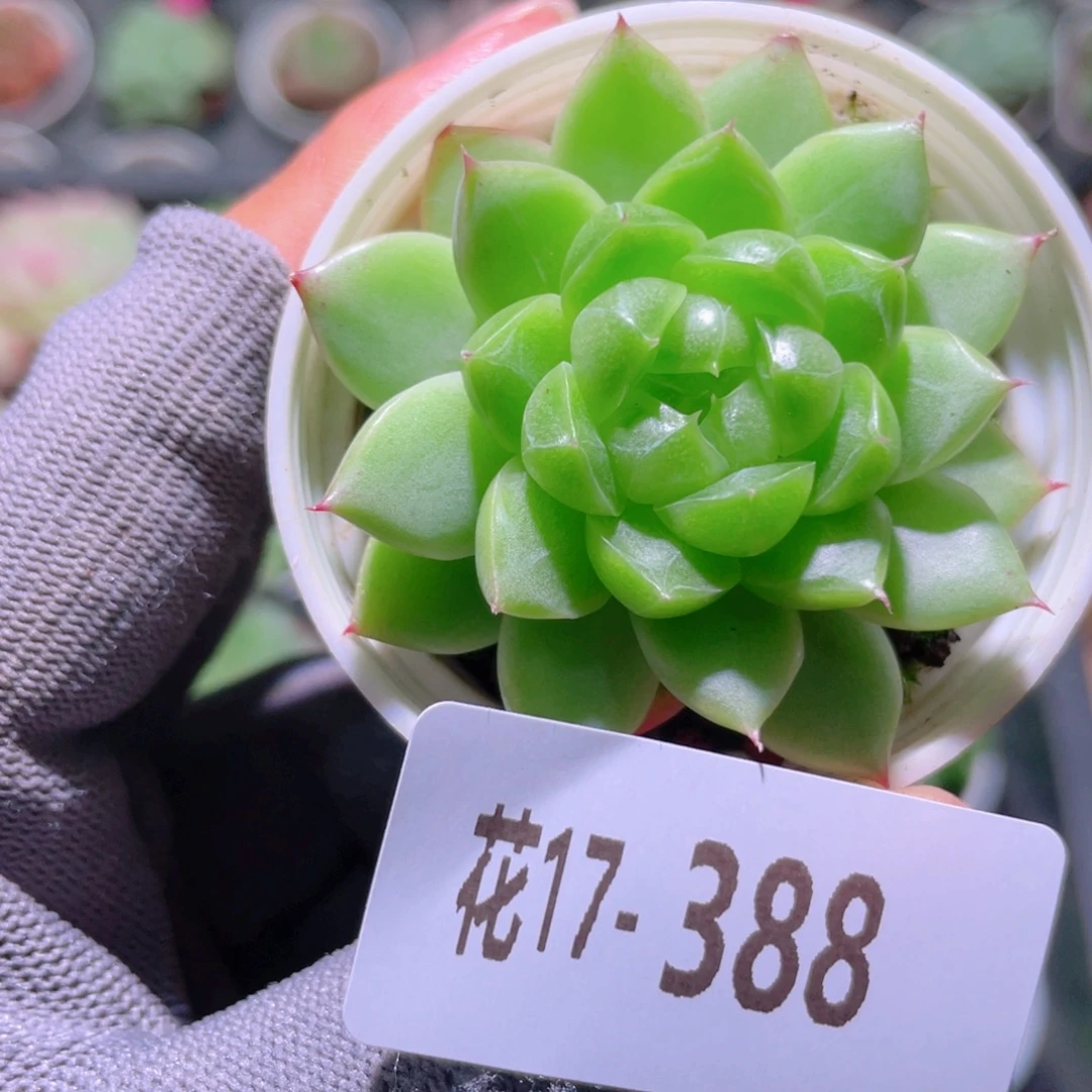 花利美17-388新品