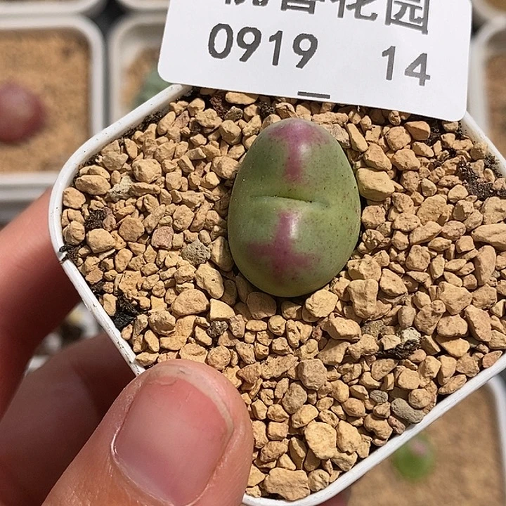 0919-14-将杂福利。