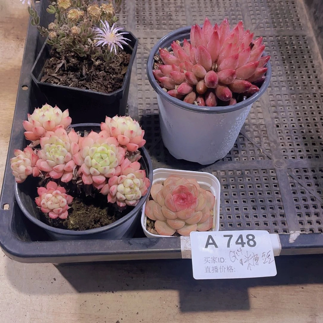 多肉748多肉植物