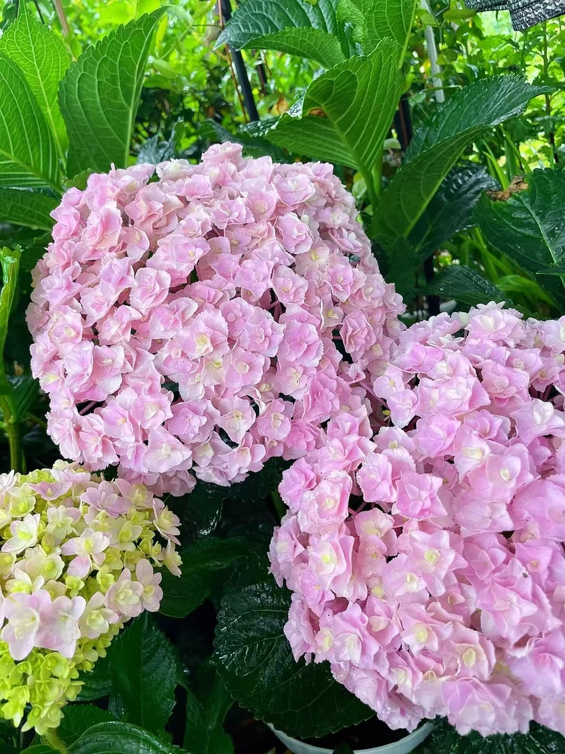 粉色大海蓝2加仑绣球多年生花期长耐高温耐低温基地直发