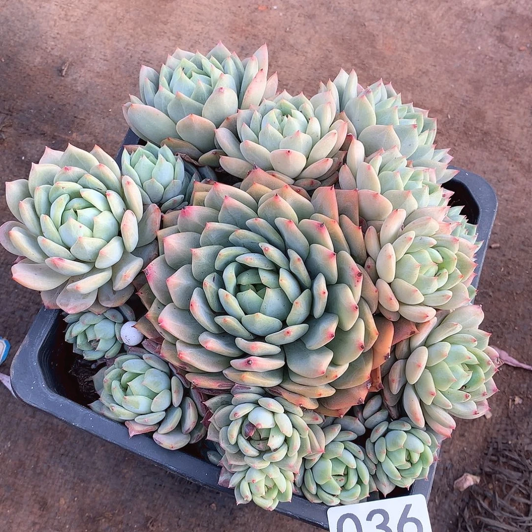 036蓝眼睛一物一拍多肉