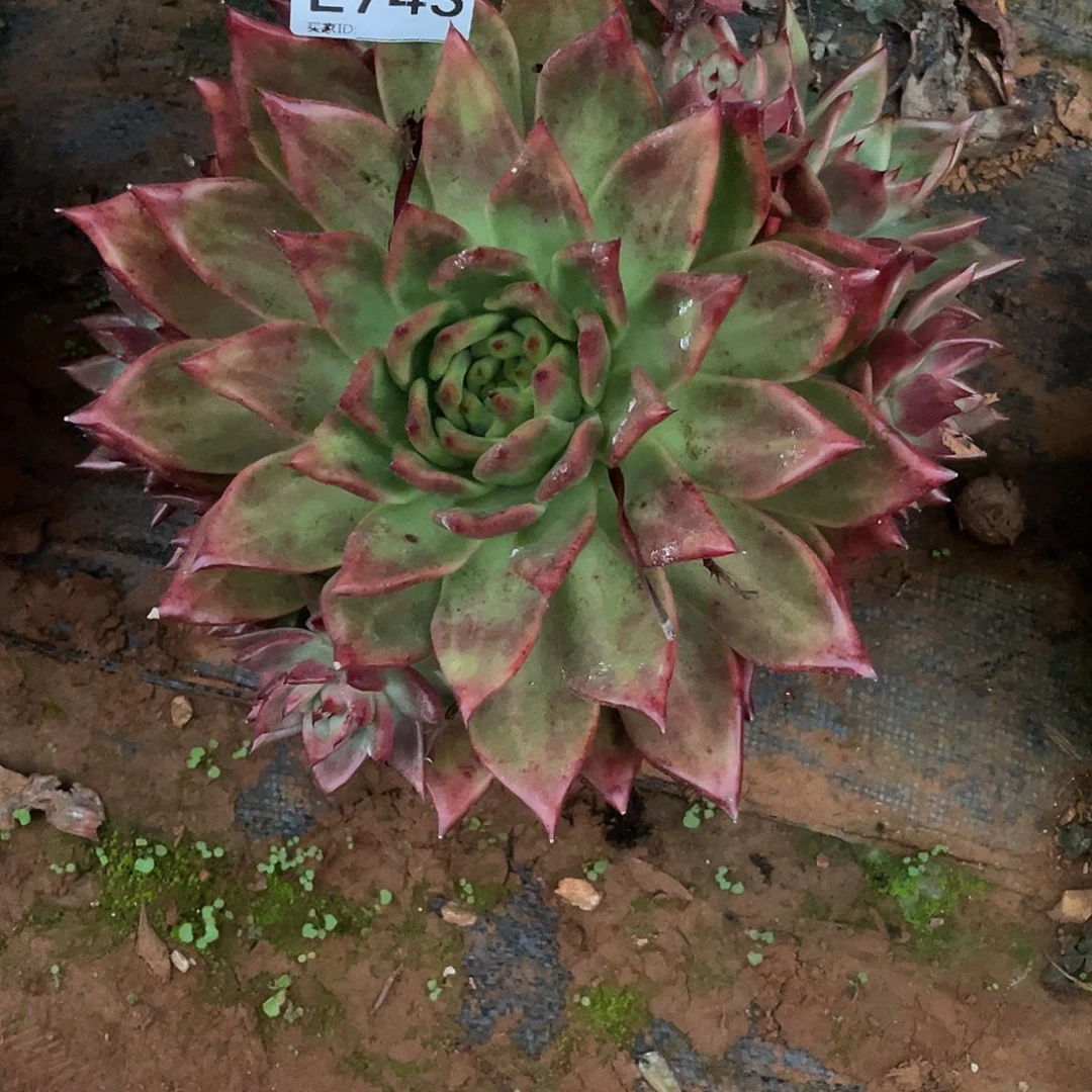 沐****若如东云多肉单拍E743