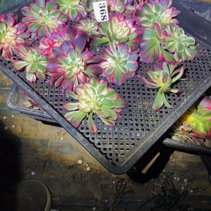 Z***368玉芙蓉砍头17个多肉