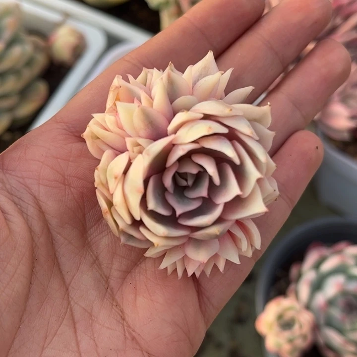 粉蝶锦群生一颗价格