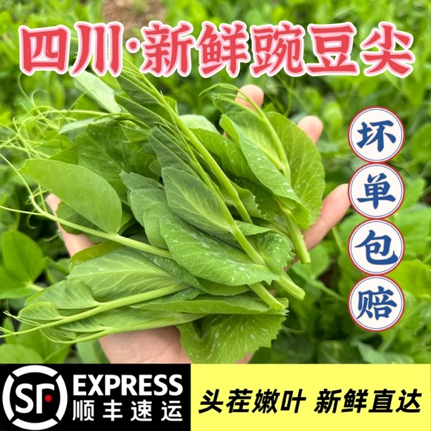 四川产地新鲜嫩豌豆尖现摘现发当季时令蔬菜