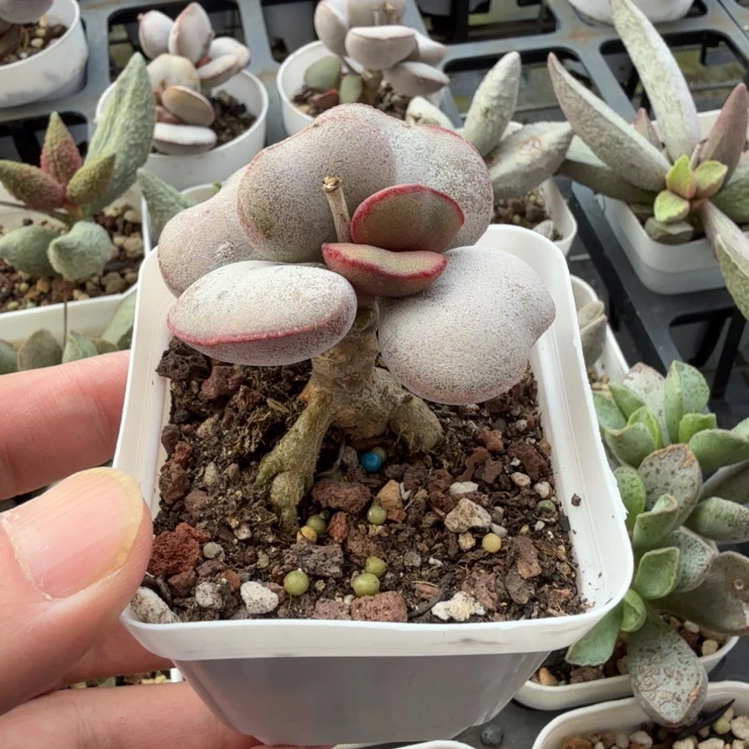 21水泡植物明照多肉