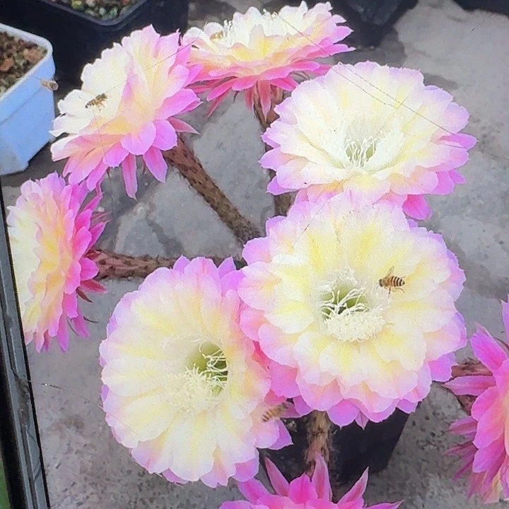 马丙侧芽4公分彩草