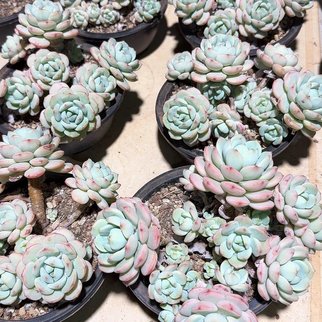 香草精控整无砍老桩