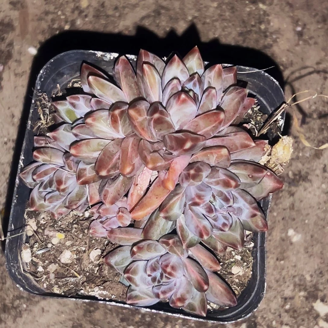 桔云多肉美人精品系列