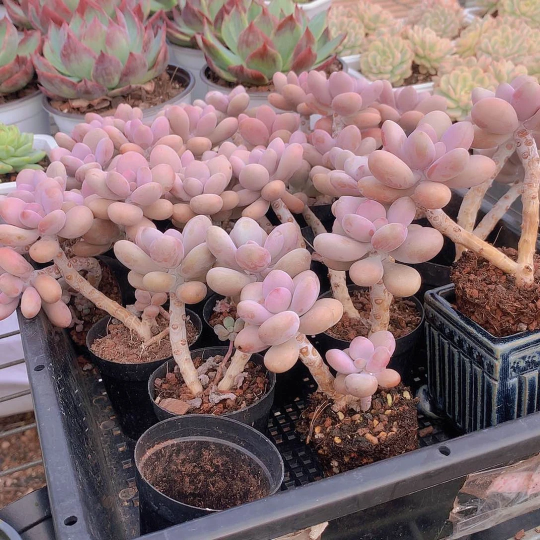 两盆桃蛋45888788777888888