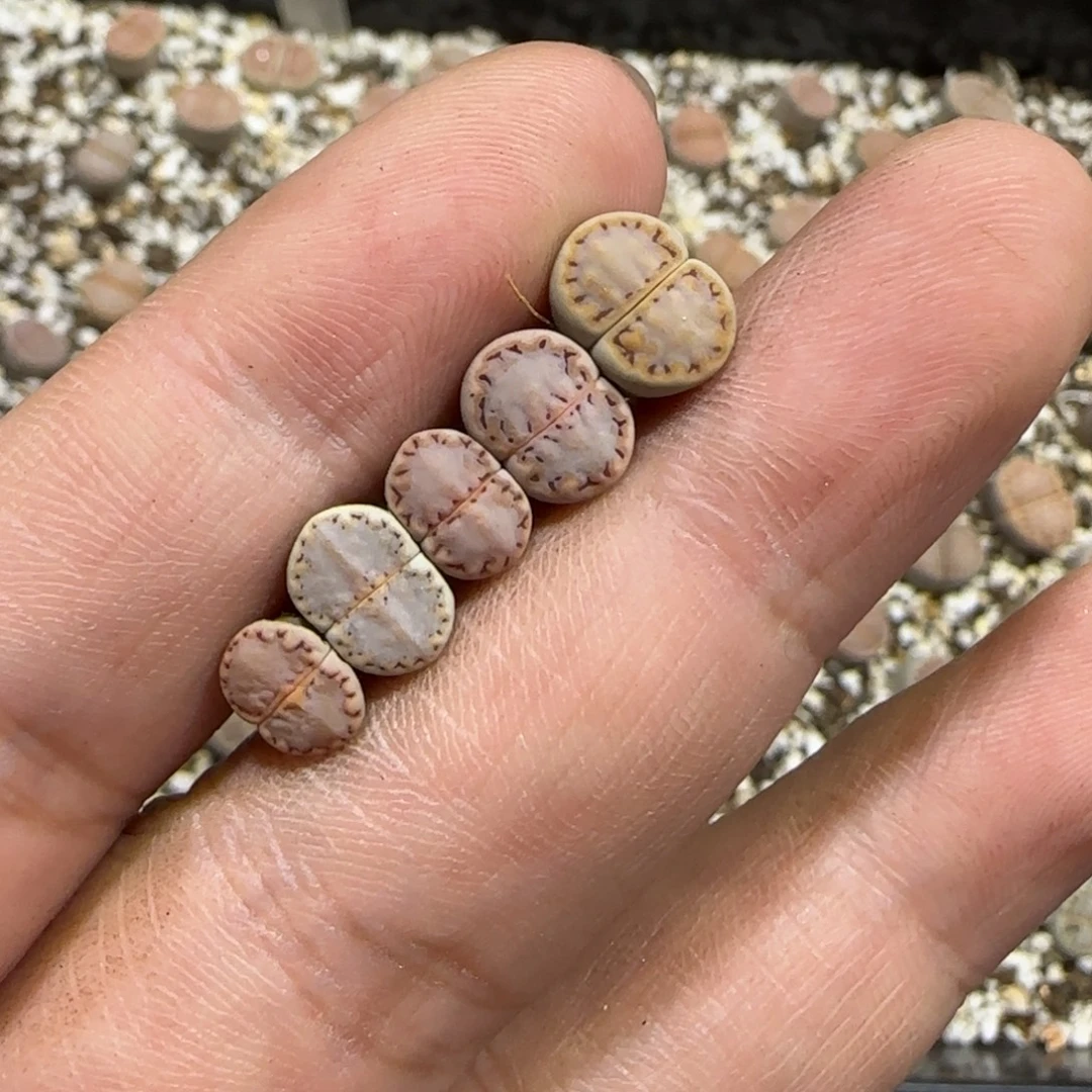 11.24。   饼干x5。  2080