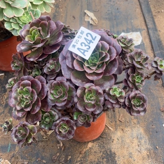 342枚金玫瑰不包断枝