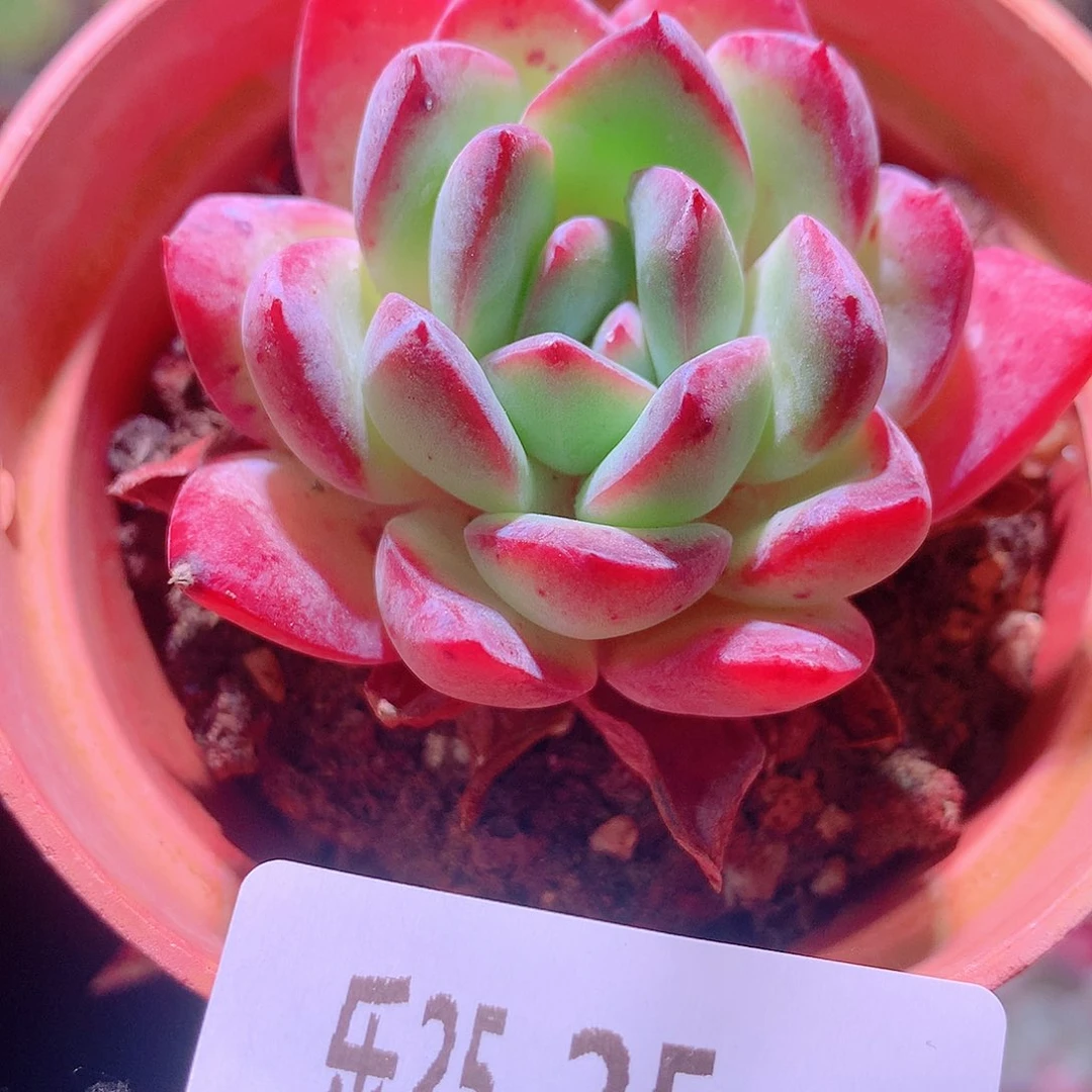 乐然25-25 糖心雪莲