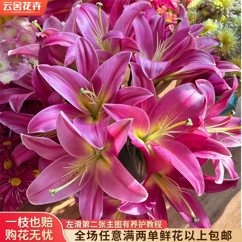 【云舍花卉】【火石】单瓣百合 全场任意满两单及以上鲜花包邮