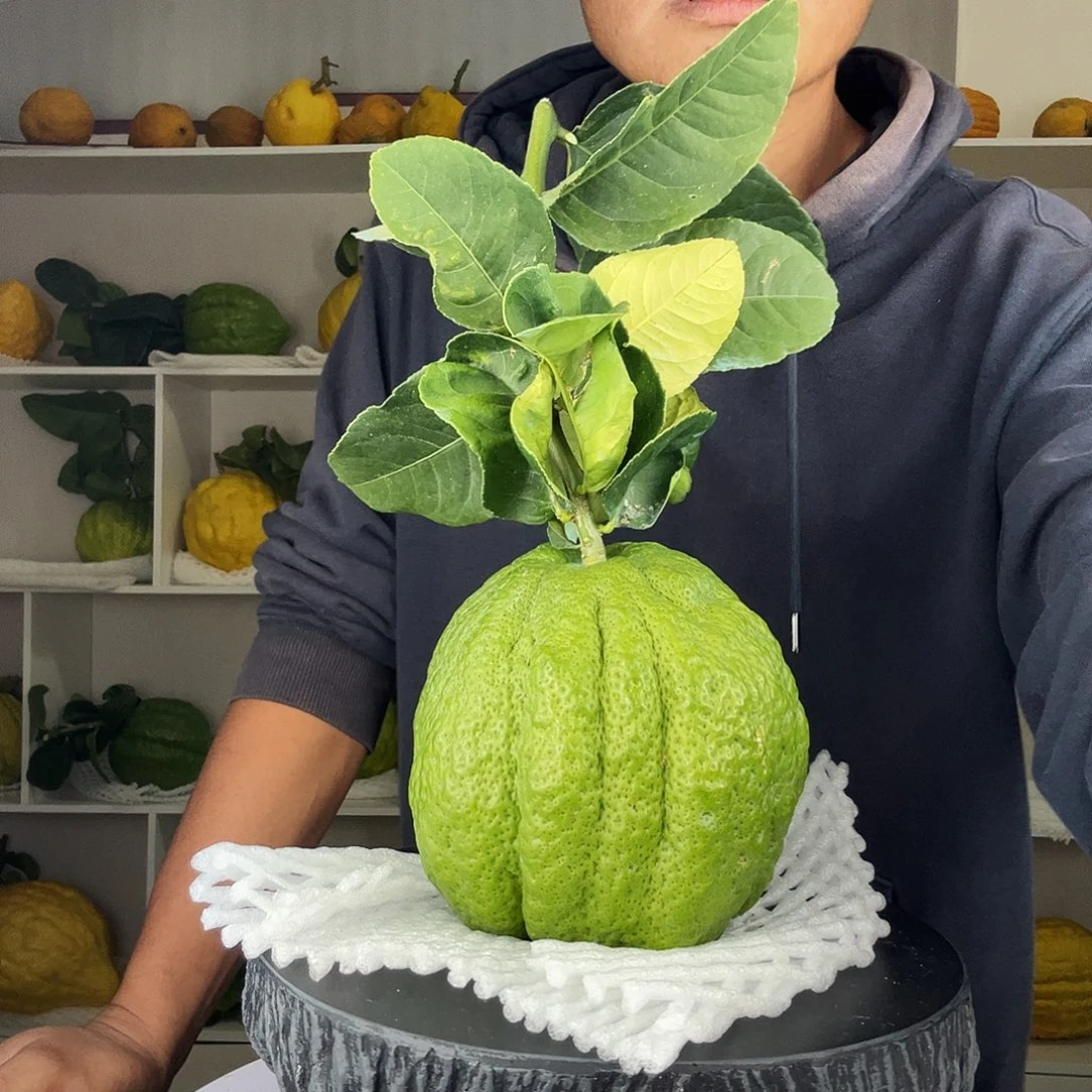 芳***玉香水柠檬云南高山大香橼