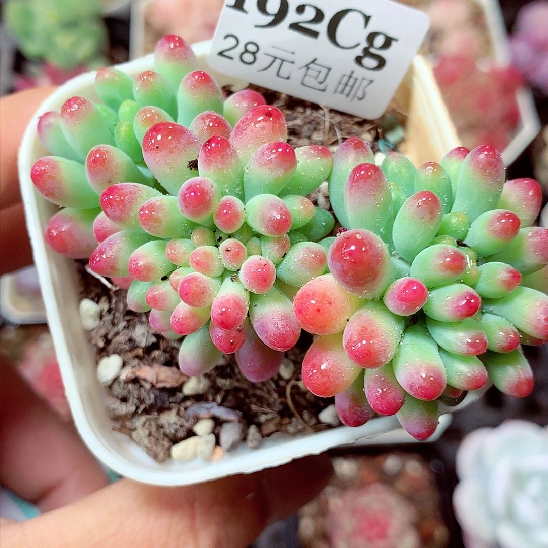 5厘米盆精控多肉192