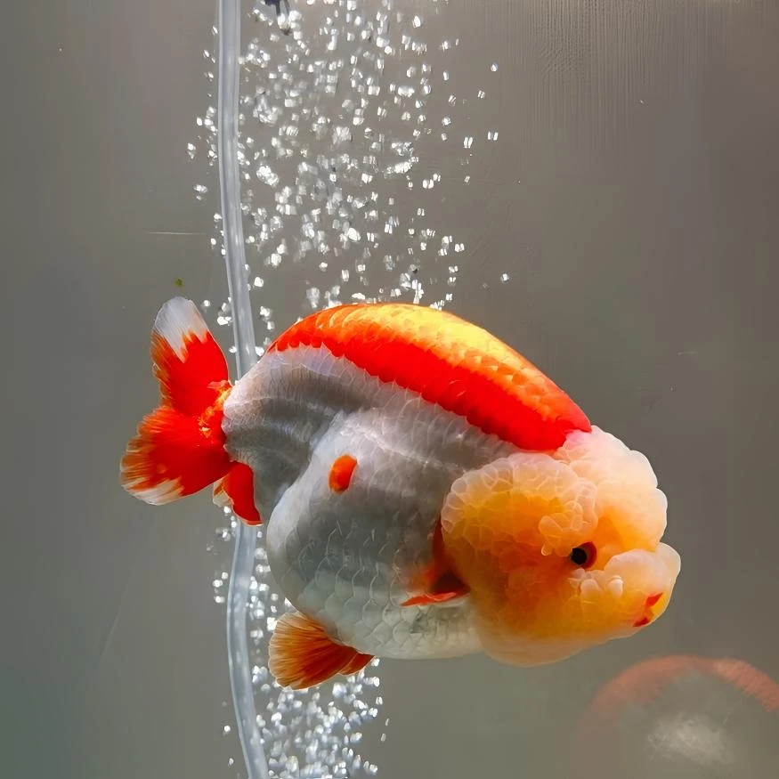 【亚成】福州兰寿新手练手苗闯缸鱼观赏水族兰寿精品急先锋兰寿