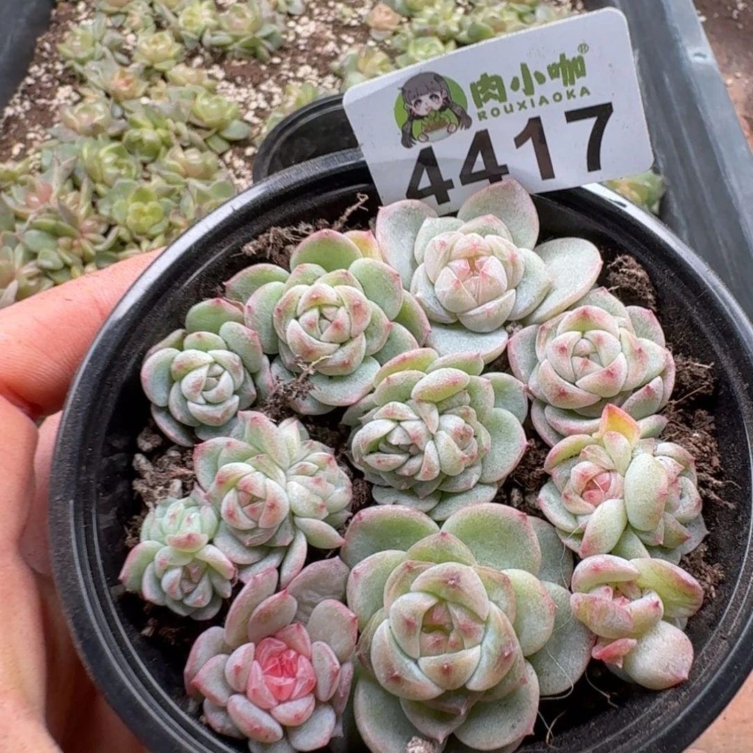 多肉植物多肉植物