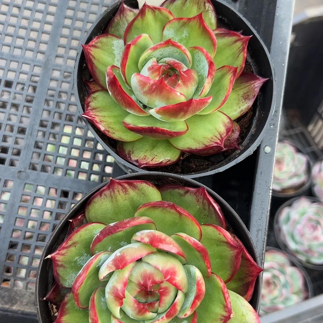 梅***惊鸿仙子两颗3007号